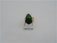 藏品(台灣青銅金龜)的圖片